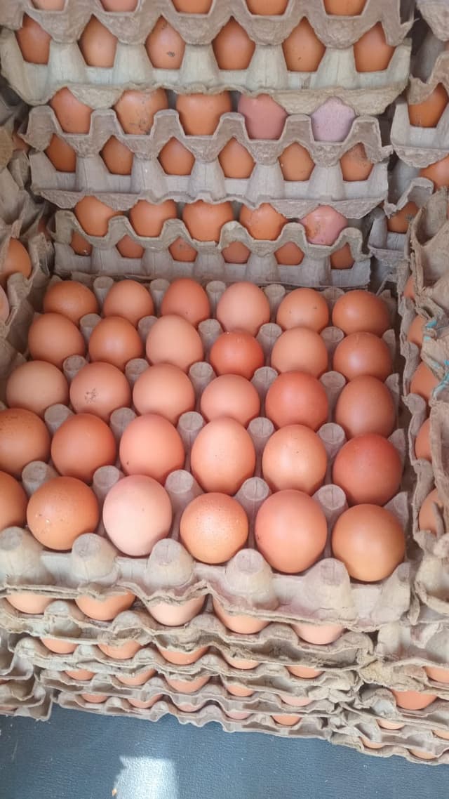 Fresh Eggs