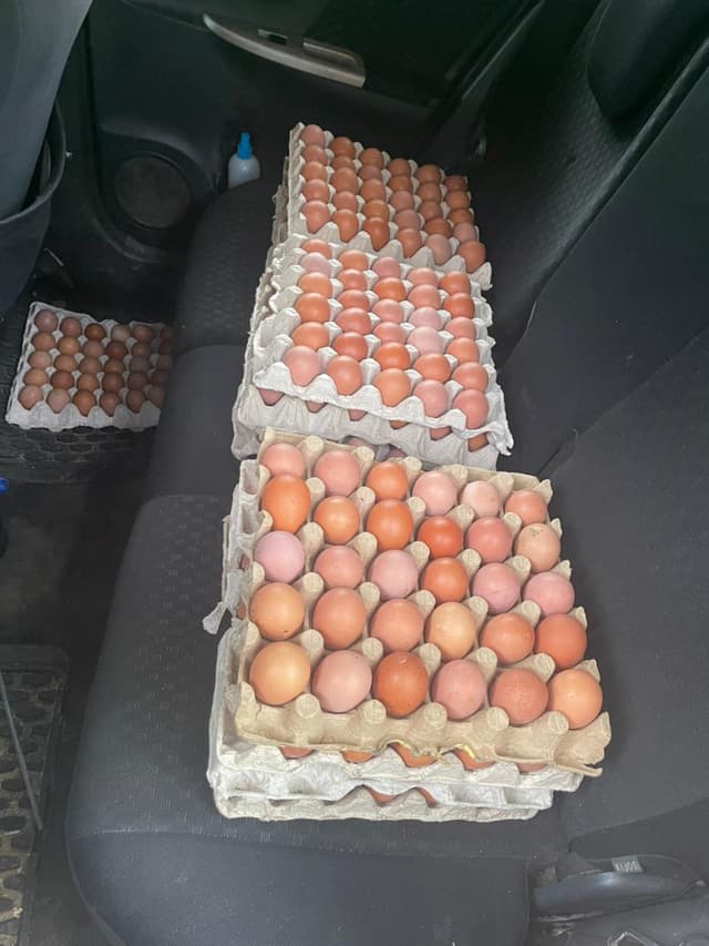 Fresh Eggs